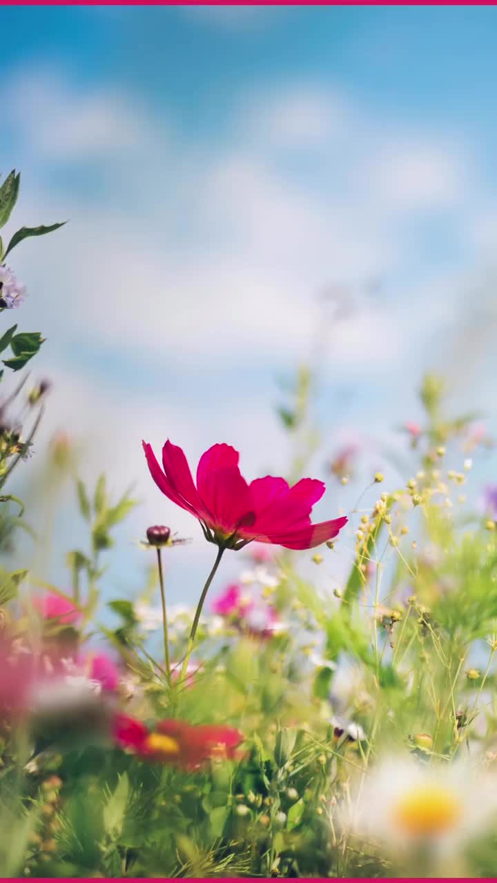 Video post from galeriaspacificoshopping.