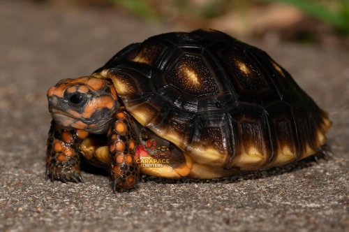 Photo post from carapacecritters.