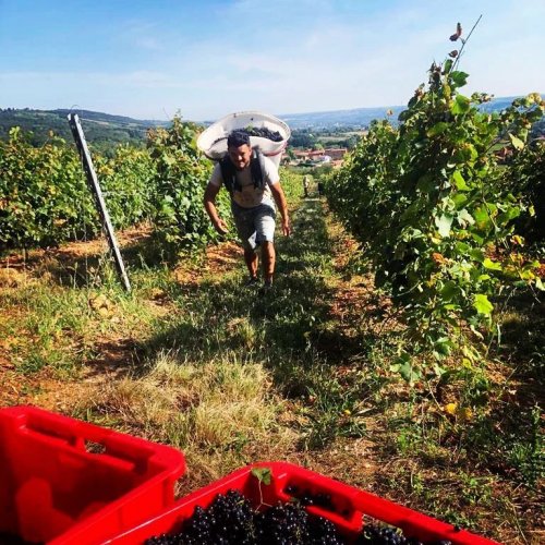 Photo post from domainelafamillek.