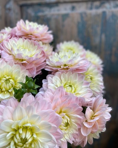 Photo post from blomsterborsen.