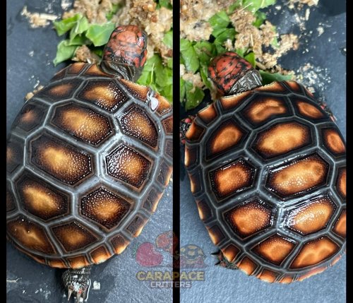 Photo post from carapacecritters.