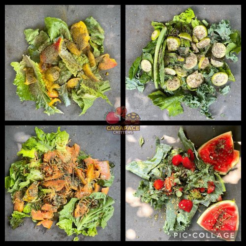 Photo post from carapacecritters.