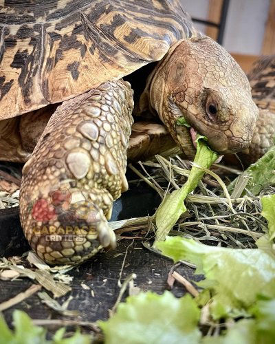 Photo post from carapacecritters.