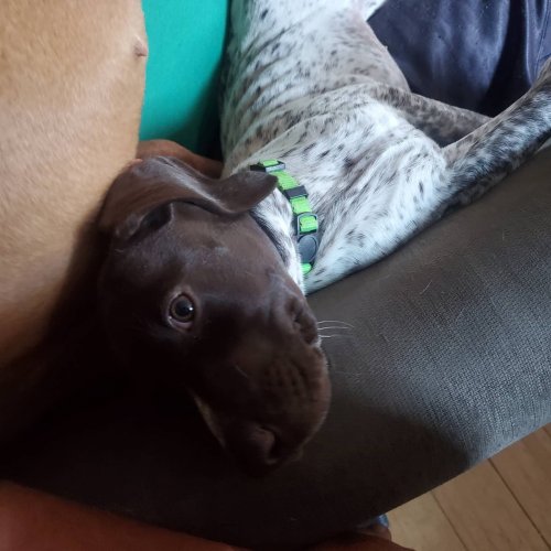 Carousel post from reddogguideservice.