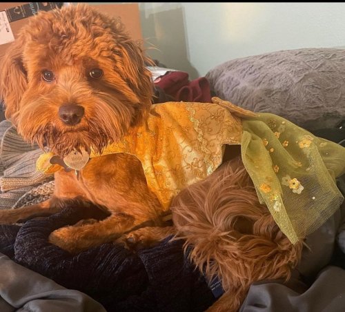 Photo post from familyanimalhospitalcm.