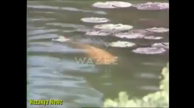 Video post.