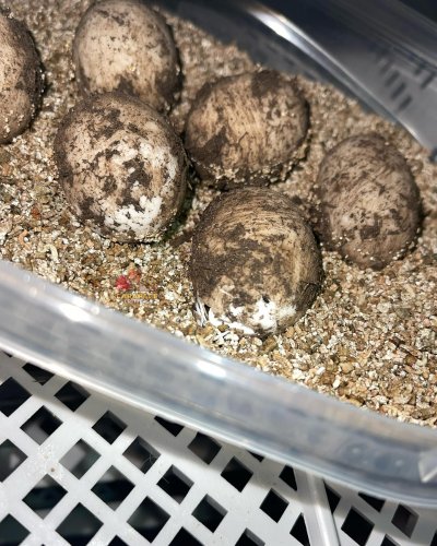 Photo post from carapacecritters.