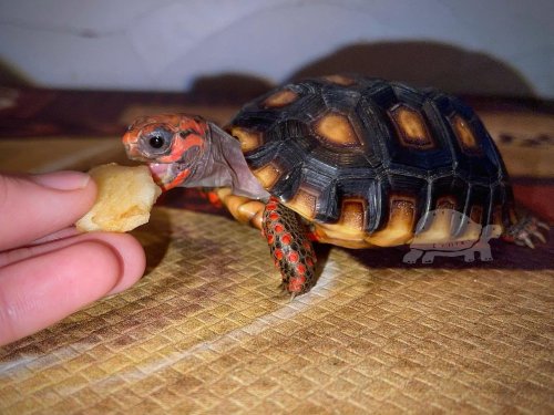 Photo post from carapacecritters.