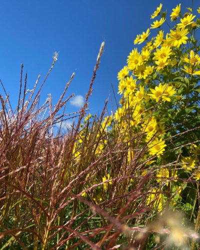 Photo post from sussexprairies.