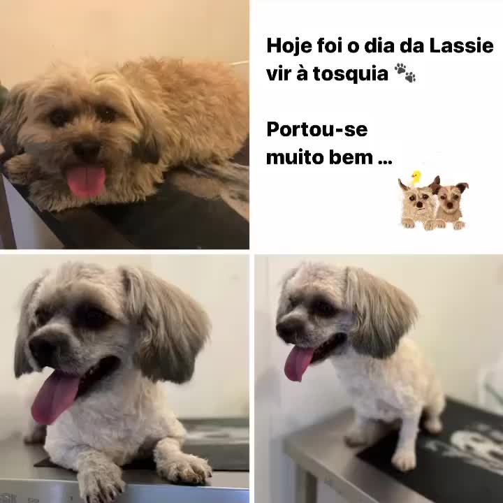 Video post from clinica_veterinaria_dourosul.