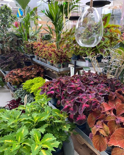Photo post from blomsterborsen.