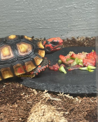 Photo post from carapacecritters.