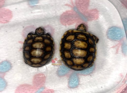 Photo post from carapacecritters.