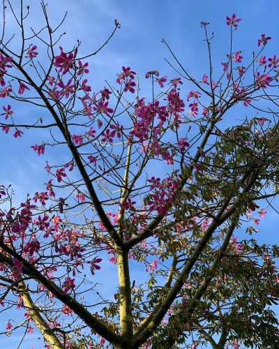 Photo post from ucrbotanicgardens.