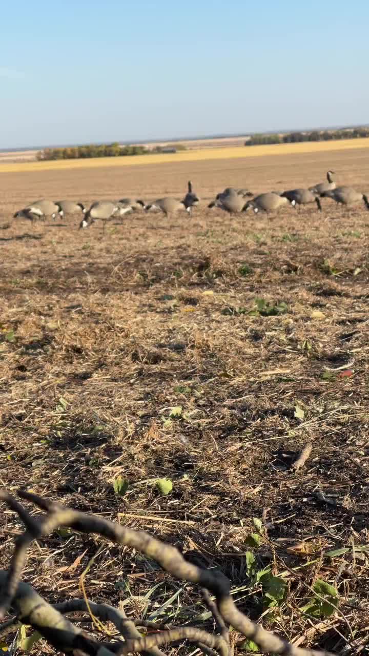 Video post from northernskiesoutfitters.