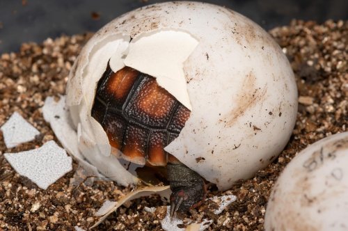 Photo post from carapacecritters.