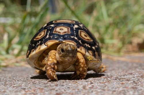 Carousel post from carapacecritters.