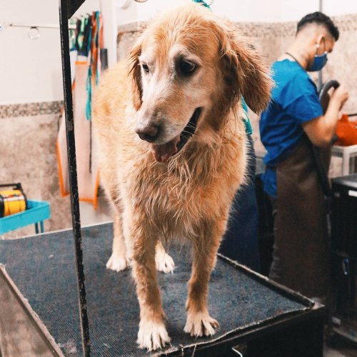 Photo post from medicalpettj.