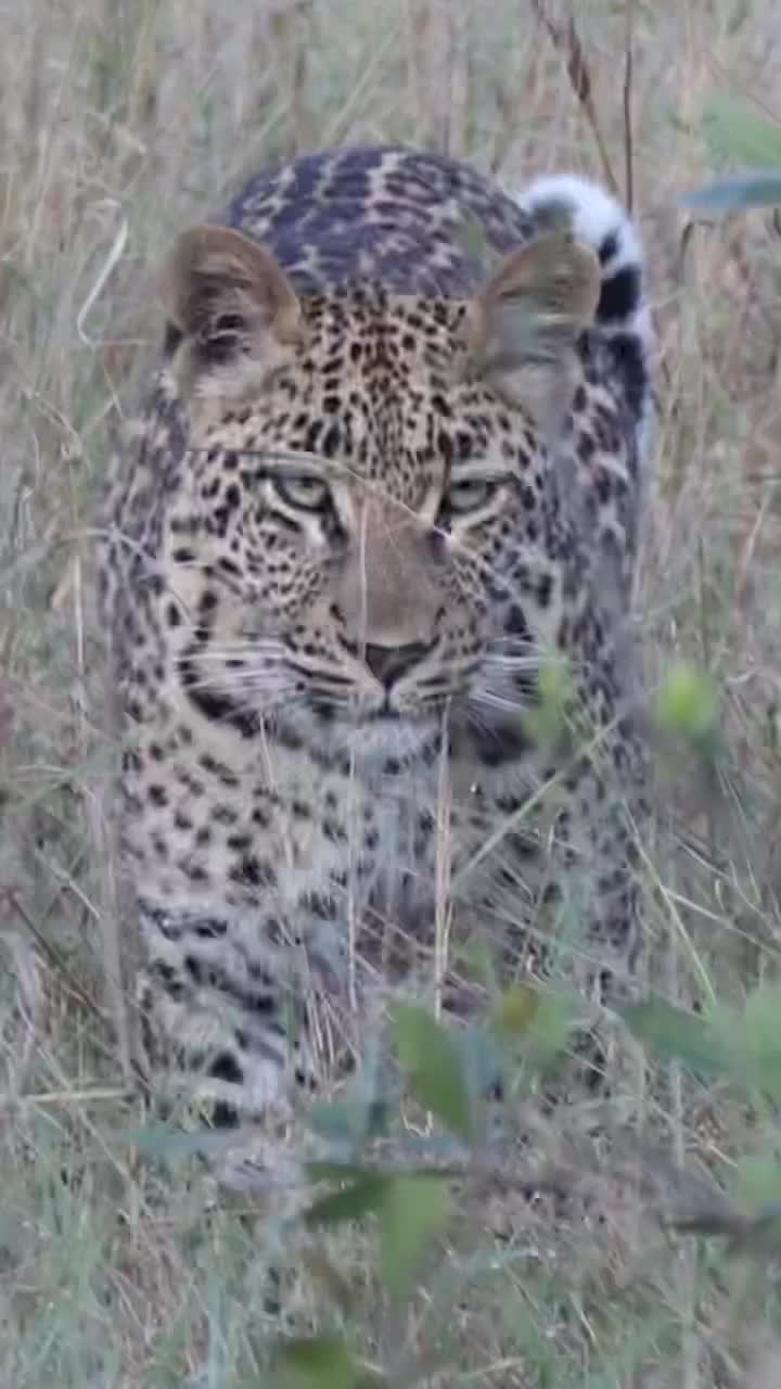 Video post from taucktravel.