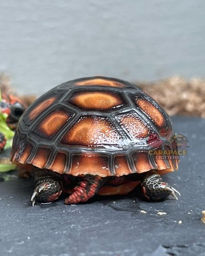 Photo post from carapacecritters.