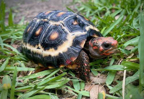 Photo post from carapacecritters.