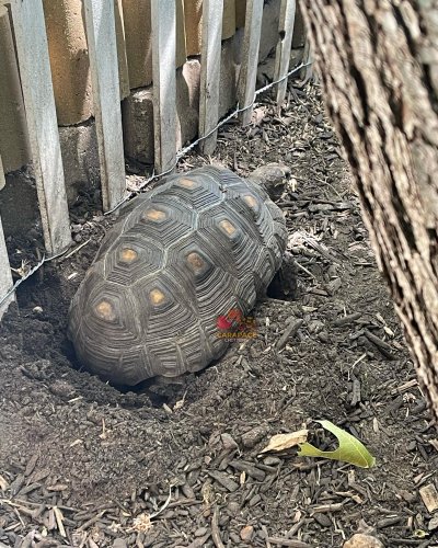 Photo post from carapacecritters.