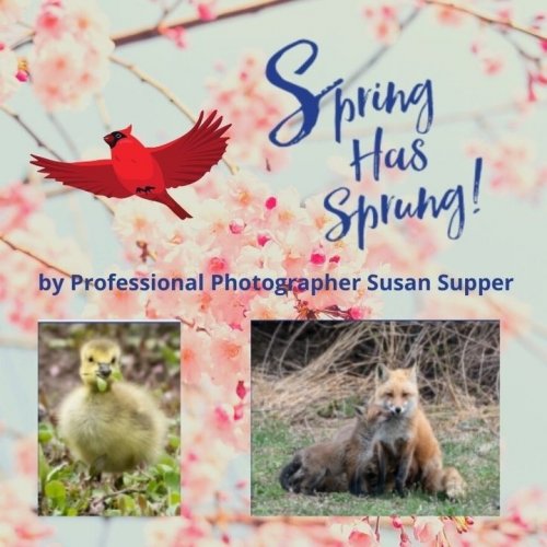 Photo post from cardinalcamera1937.