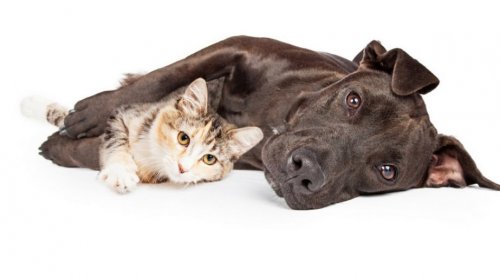 Photo post from familyanimalhospitalcm.