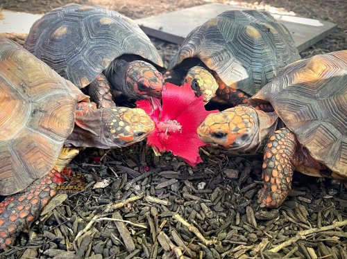 Photo post from carapacecritters.