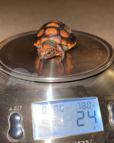 Photo post from carapacecritters.