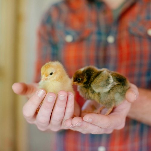 Photo post from hungryhollowfarm.