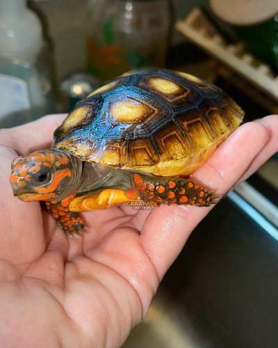 Carousel post from carapacecritters.