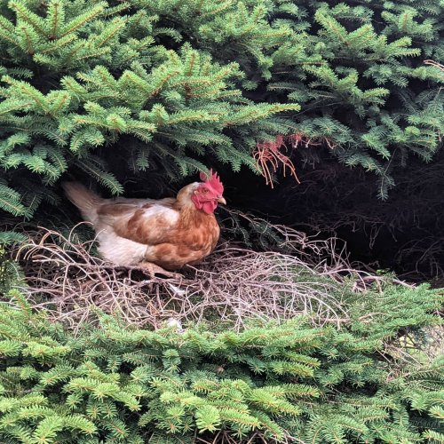 Photo post from hungryhollowfarm.