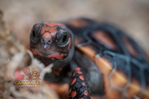 Photo post from carapacecritters.