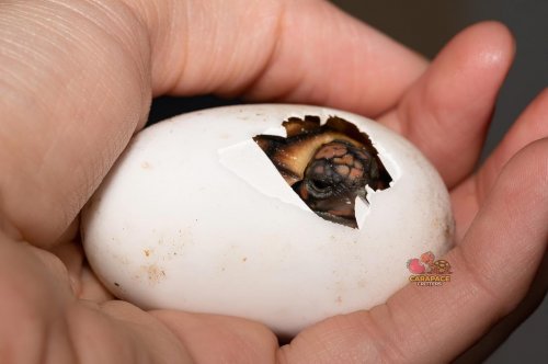 Photo post from carapacecritters.