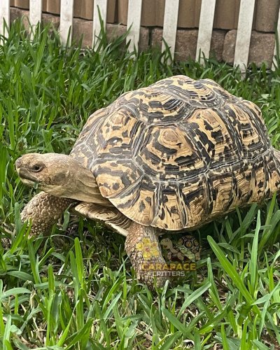 Photo post from carapacecritters.