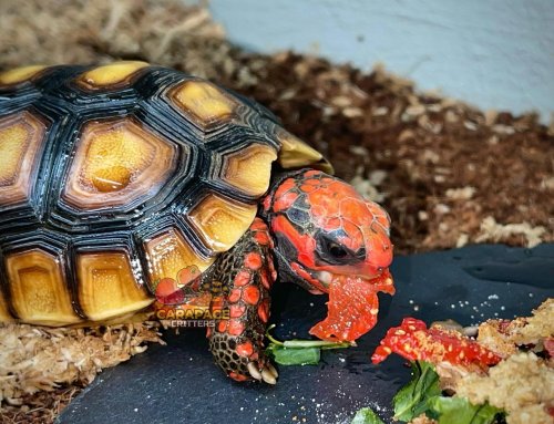 Carousel post from carapacecritters.