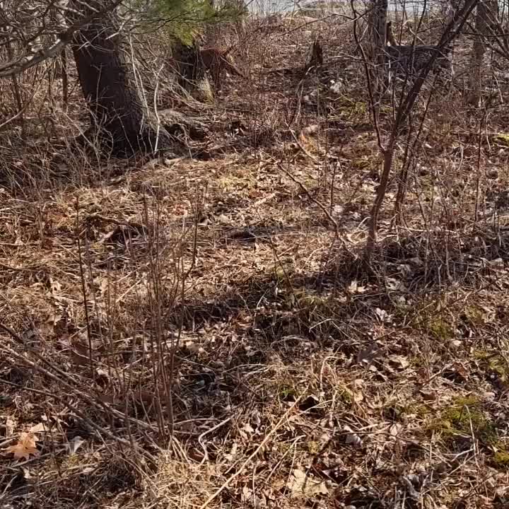 Carousel post from reddogguideservice.