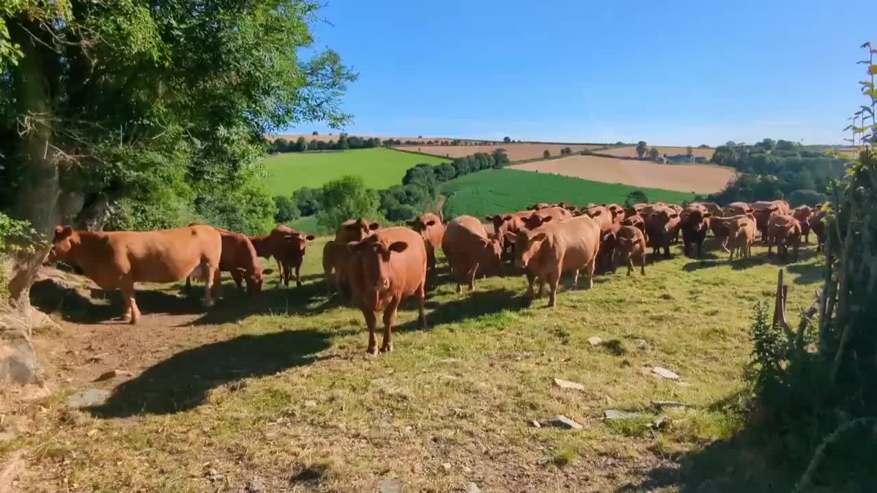 Video post from scott.parry.associates.