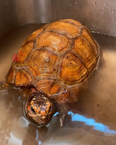 Carousel post from carapacecritters.