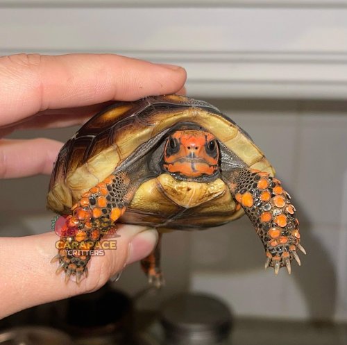 Photo post from carapacecritters.