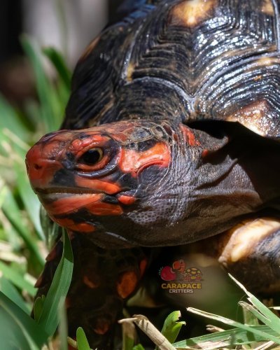 Photo post from carapacecritters.