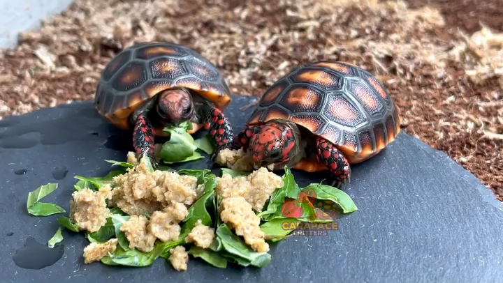 Video post from carapacecritters.