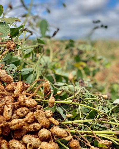 Photo post from howefarming.