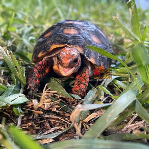 Carousel post from carapacecritters.