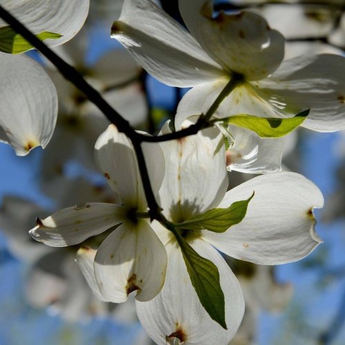 Photo post from dogwoodfestival.