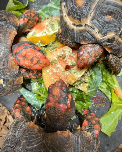 Photo post from carapacecritters.