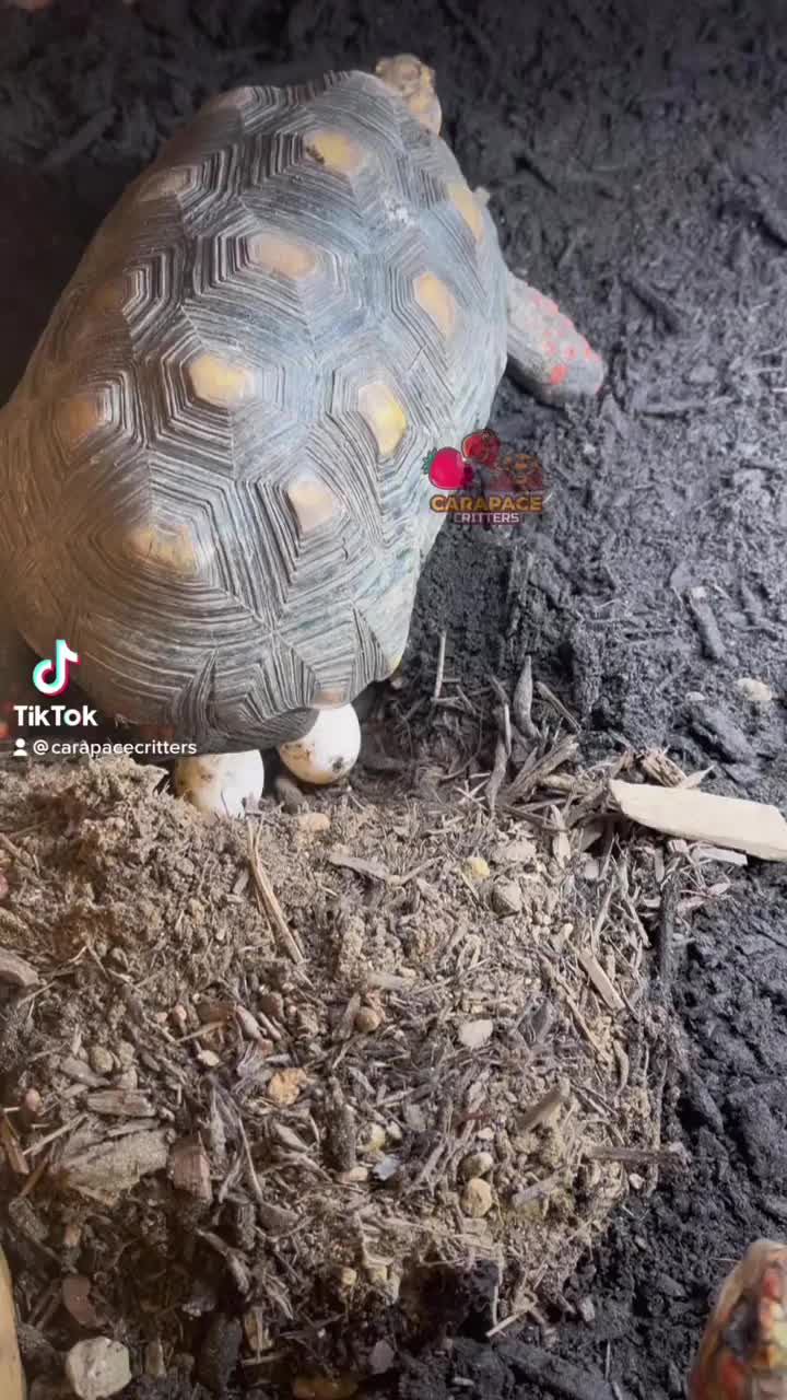 Video post from carapacecritters.