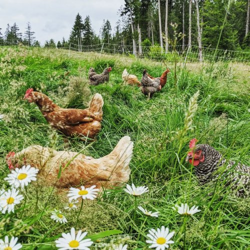 Photo post from hungryhollowfarm.