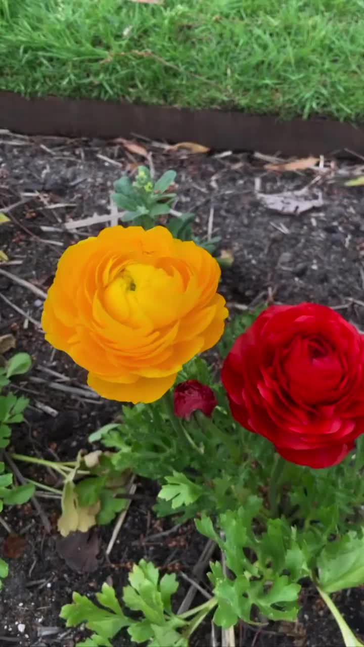 Video post from visitalburywodonga.